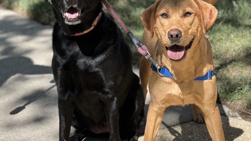 With Love Pet Care - Dog Walker & Pet Sitter in NJ - Matawan, NJ