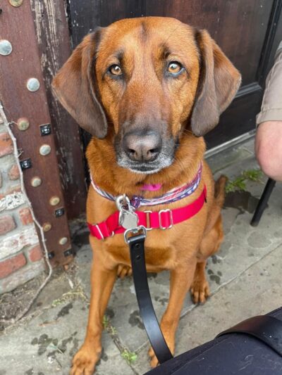 With Love Pet Care - Dog Walker & Pet Sitter in NJ - Matawan, NJ