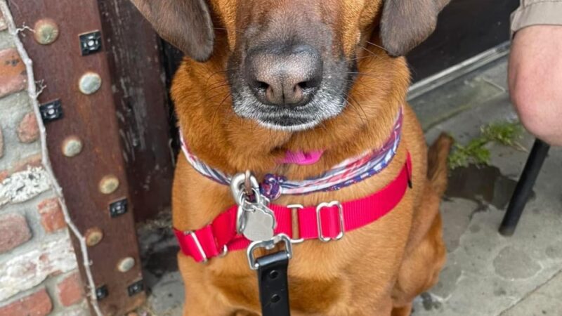 With Love Pet Care - Dog Walker & Pet Sitter in NJ - Matawan, NJ