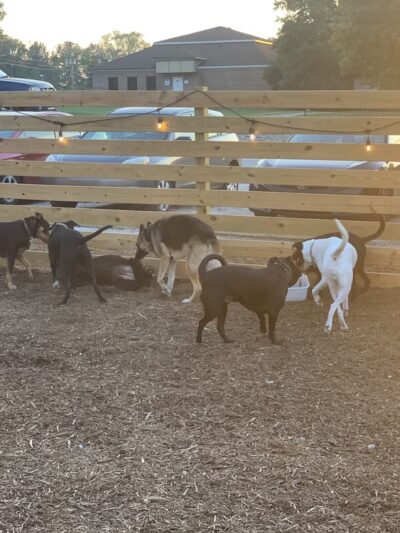 Off The Chain Dog Park Bar - Mauldin, SC