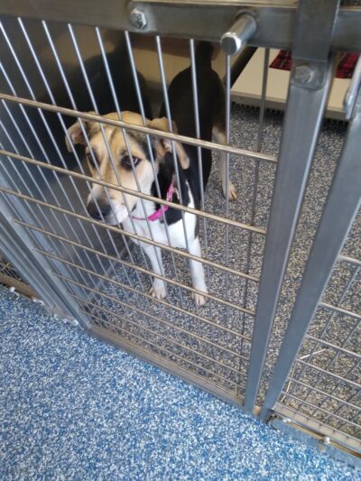 Maumelle Friends of the Animals Dog Park - Maumelle, AR