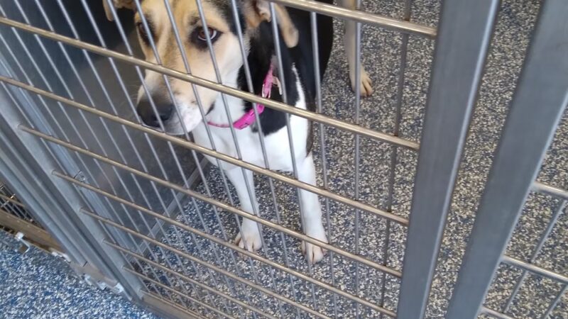 Maumelle Friends of the Animals Dog Park - Maumelle, AR