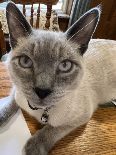 Maumelle Friends of the Animals Dog Park - Maumelle, AR