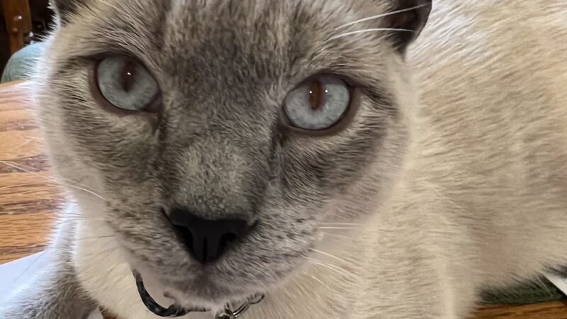 Maumelle Friends of the Animals Dog Park - Maumelle, AR