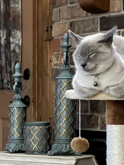 Maumelle Friends of the Animals Dog Park - Maumelle, AR