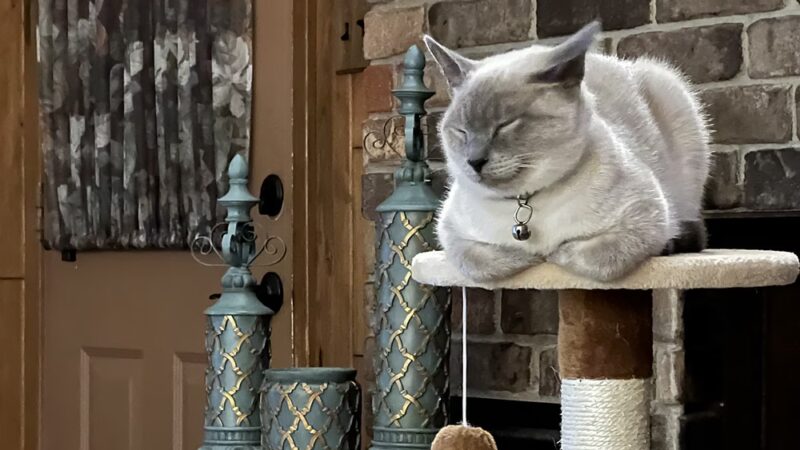 Maumelle Friends of the Animals Dog Park - Maumelle, AR