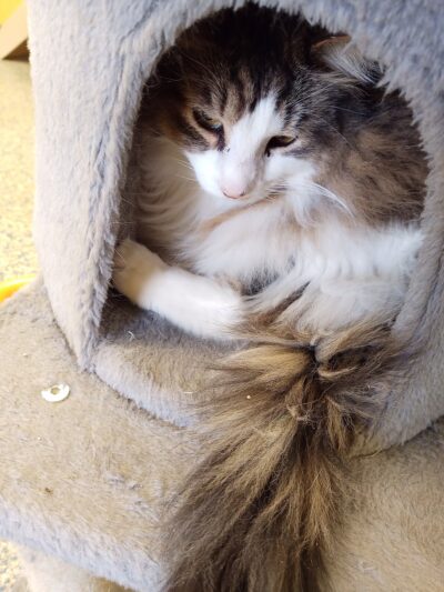 Maumelle Friends of the Animals Dog Park - Maumelle, AR