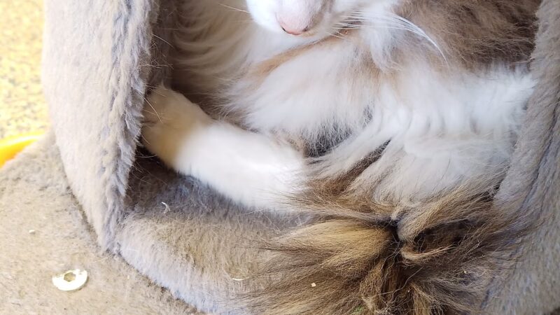 Maumelle Friends of the Animals Dog Park - Maumelle, AR