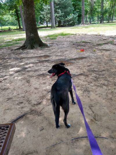 Maumelle Friends of the Animals Dog Park - Maumelle, AR