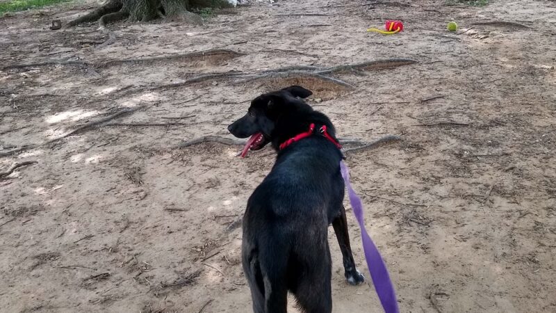 Maumelle Friends of the Animals Dog Park - Maumelle, AR