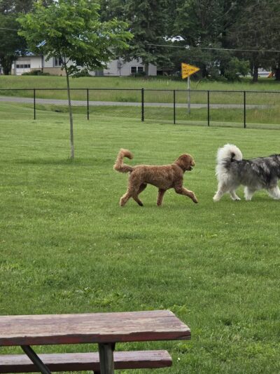 Mauston Dog Park - Mauston, WI