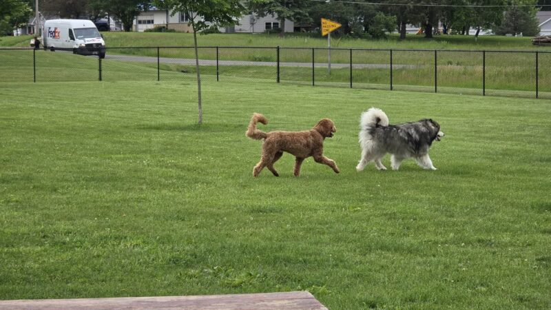 Mauston Dog Park - Mauston, WI