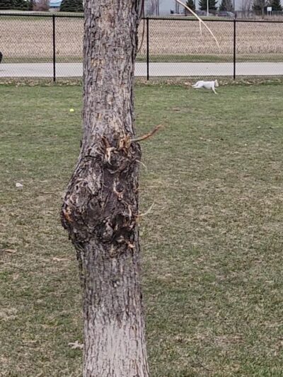 Mauston Dog Park - Mauston, WI