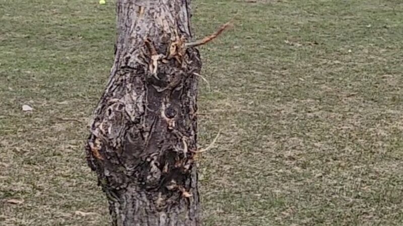 Mauston Dog Park - Mauston, WI