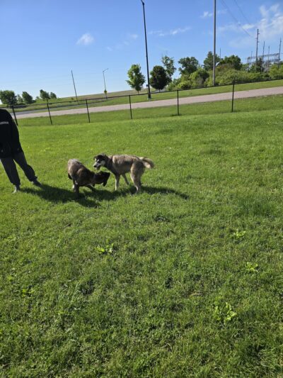 Mauston Dog Park - Mauston, WI