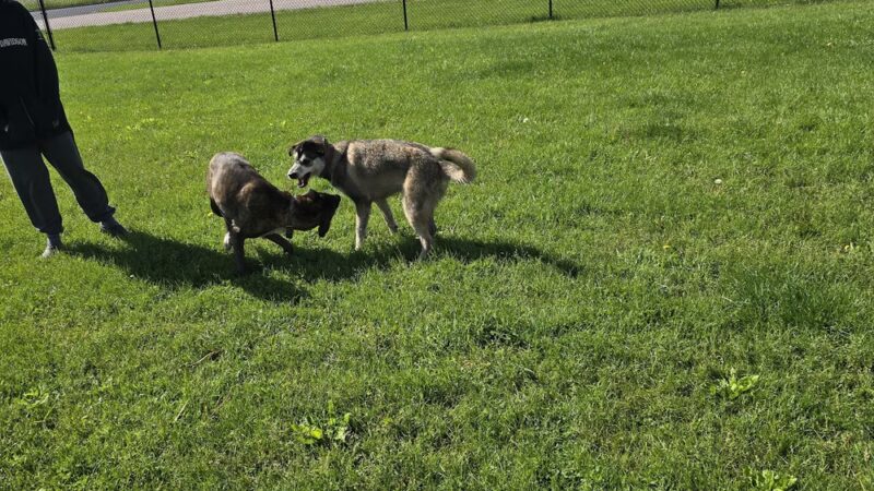 Mauston Dog Park - Mauston, WI