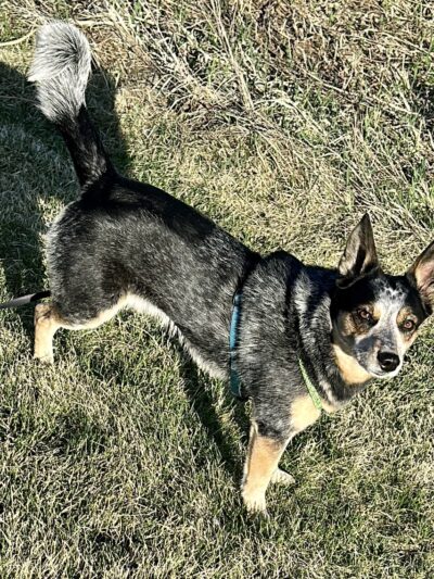 Mauston Dog Park - Mauston, WI