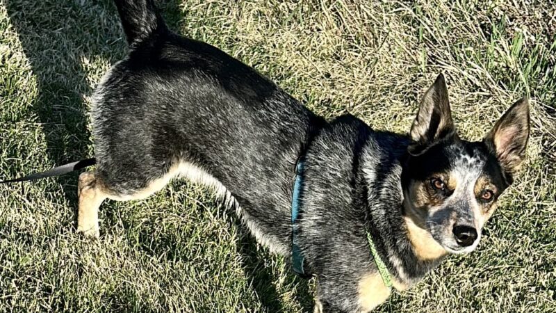 Mauston Dog Park - Mauston, WI