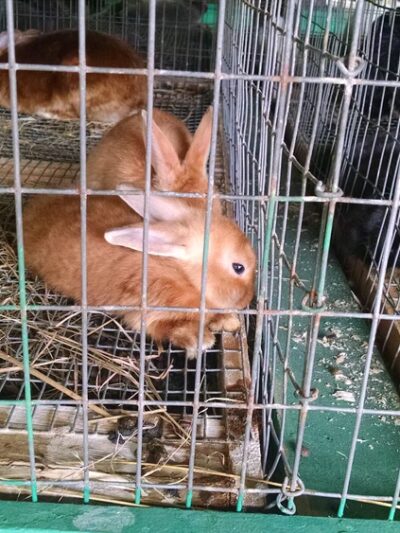 Atlantic County 4-H Fairgrounds - Mays Landing, NJ