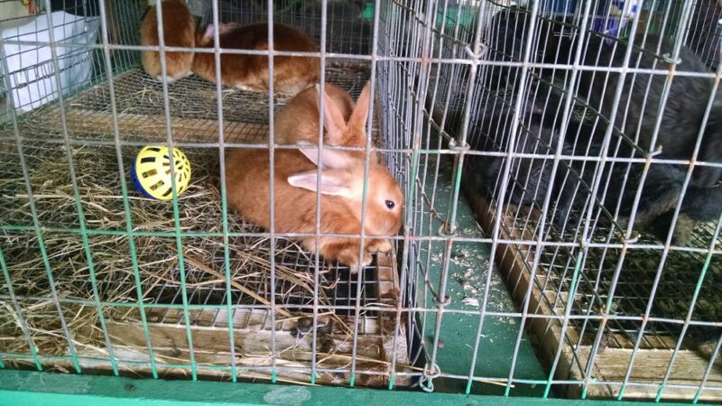 Atlantic County 4-H Fairgrounds - Mays Landing, NJ