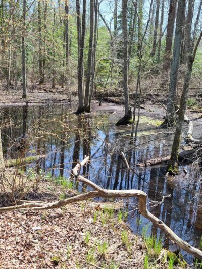 Warren E. Fox Nature Center - Mays Landing, NJ