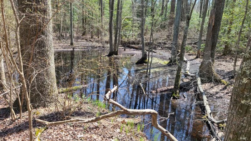 Warren E. Fox Nature Center - Mays Landing, NJ