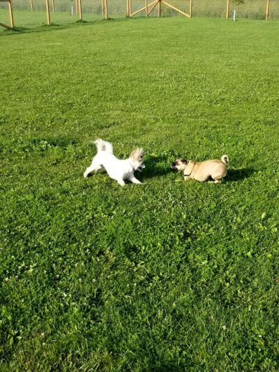 Wag-n-Tag Dog park - Mayville, WI