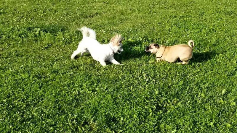 Wag-n-Tag Dog park - Mayville, WI