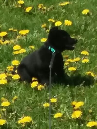 Wag-n-Tag Dog park - Mayville, WI