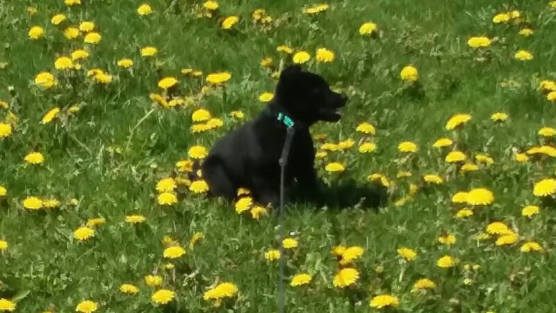 Wag-n-Tag Dog park - Mayville, WI