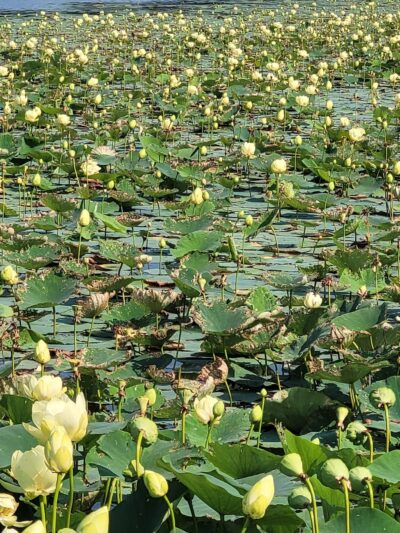 Lake Marion Park - Mazomanie, WI
