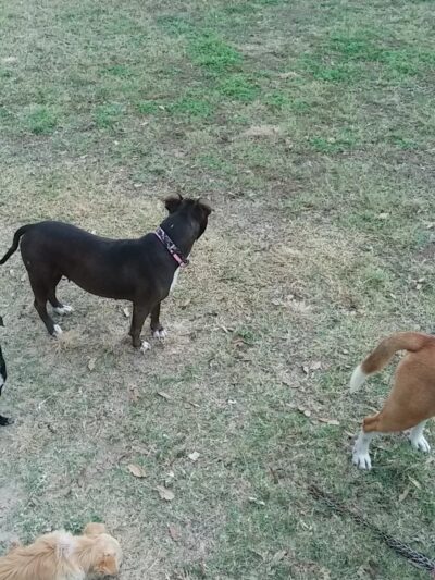 McAllen Dog Park - McAllen, TX