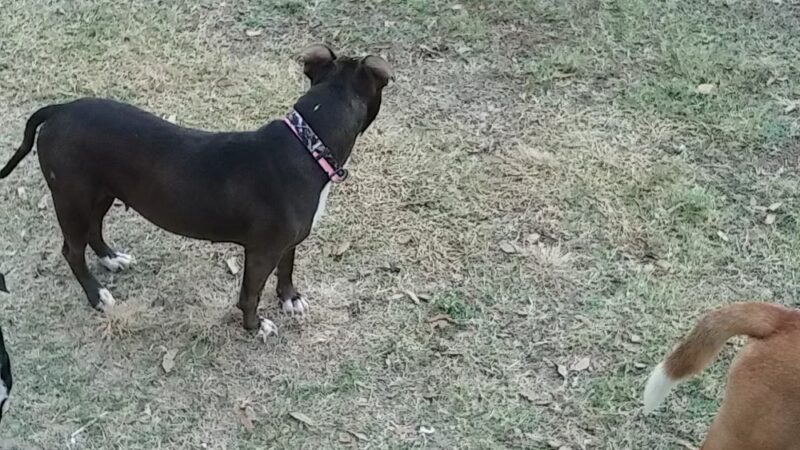 McAllen Dog Park - McAllen, TX