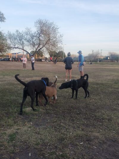 McAllen Dog Park - McAllen, TX