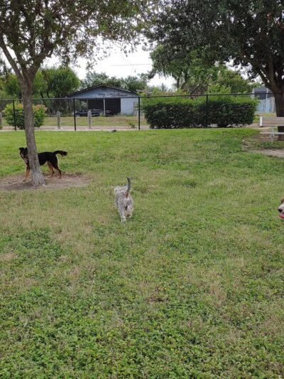McAllen Dog Park - McAllen, TX