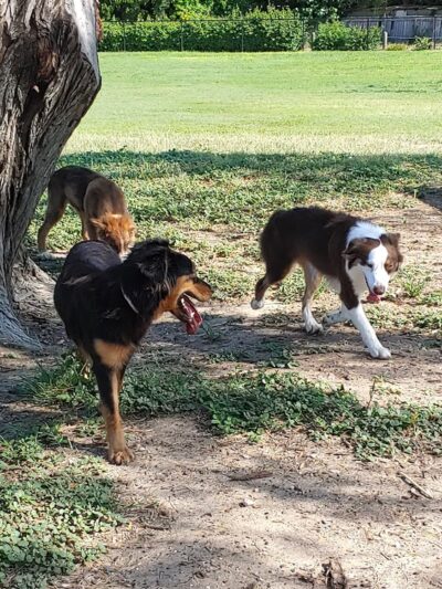 McAllen Dog Park - McAllen, TX