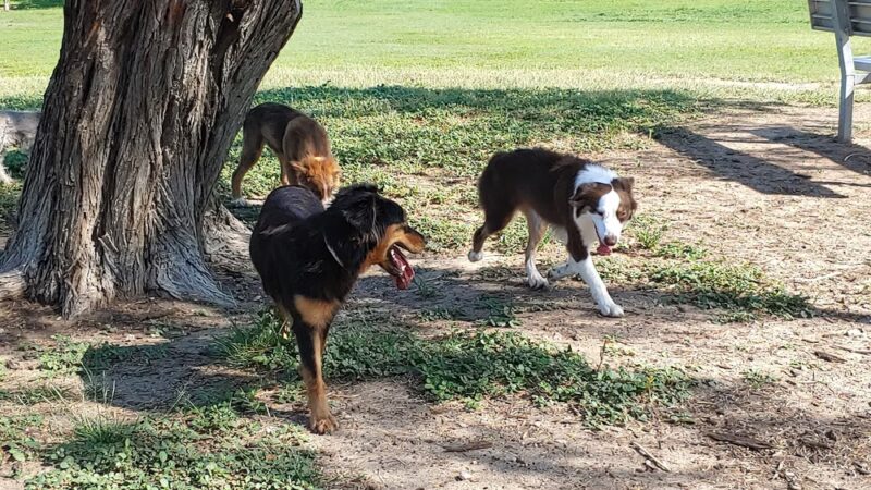 McAllen Dog Park - McAllen, TX
