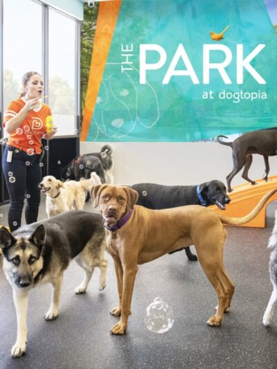 Dogtopia of Tysons Corner - McLean, VA