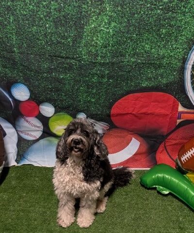 Dogtopia of Tysons Corner - McLean, VA
