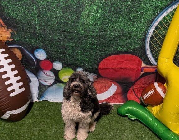 Dogtopia of Tysons Corner - McLean, VA