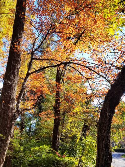 McLean High School Community Park - McLean, VA