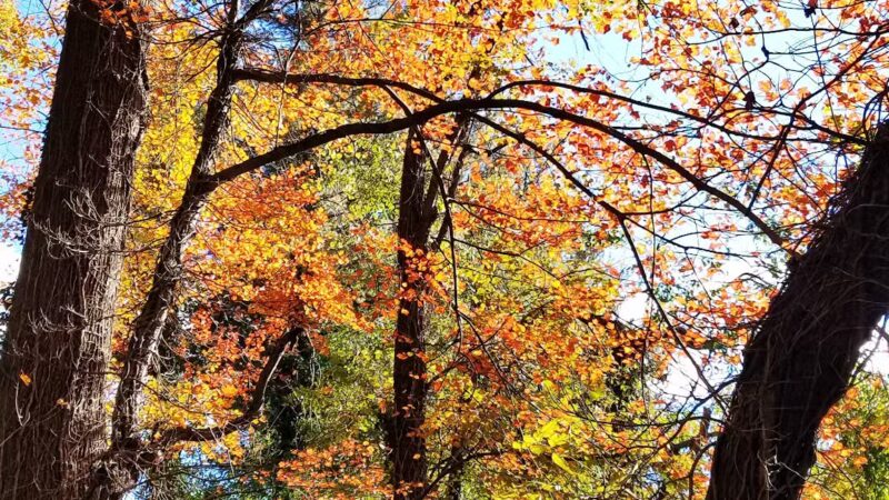 McLean High School Community Park - McLean, VA