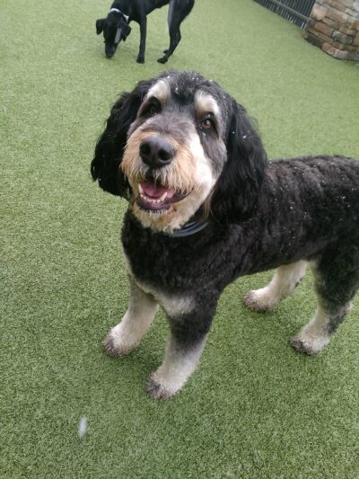 Nemacolin Wooflands Pet Care Center - McMurray, PA