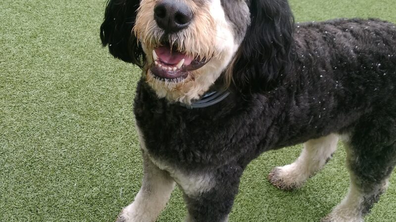 Nemacolin Wooflands Pet Care Center - McMurray, PA