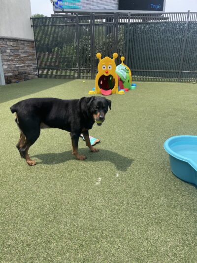 Nemacolin Wooflands Pet Care Center - McMurray, PA