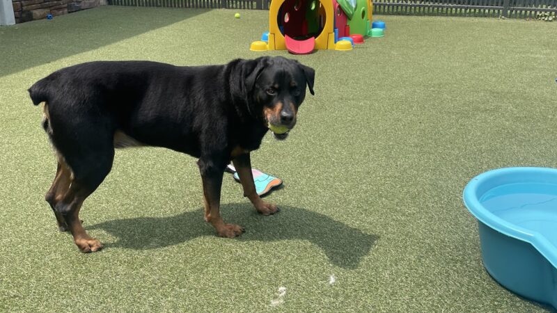 Nemacolin Wooflands Pet Care Center - McMurray, PA