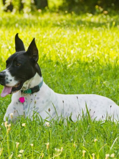 Nemacolin Wooflands Pet Care Center - McMurray, PA
