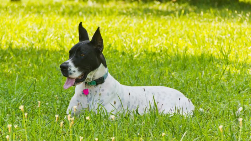 Nemacolin Wooflands Pet Care Center - McMurray, PA
