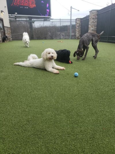 Nemacolin Wooflands Pet Care Center - McMurray, PA