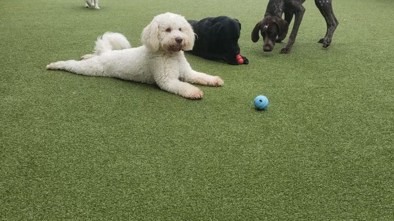 Nemacolin Wooflands Pet Care Center - McMurray, PA
